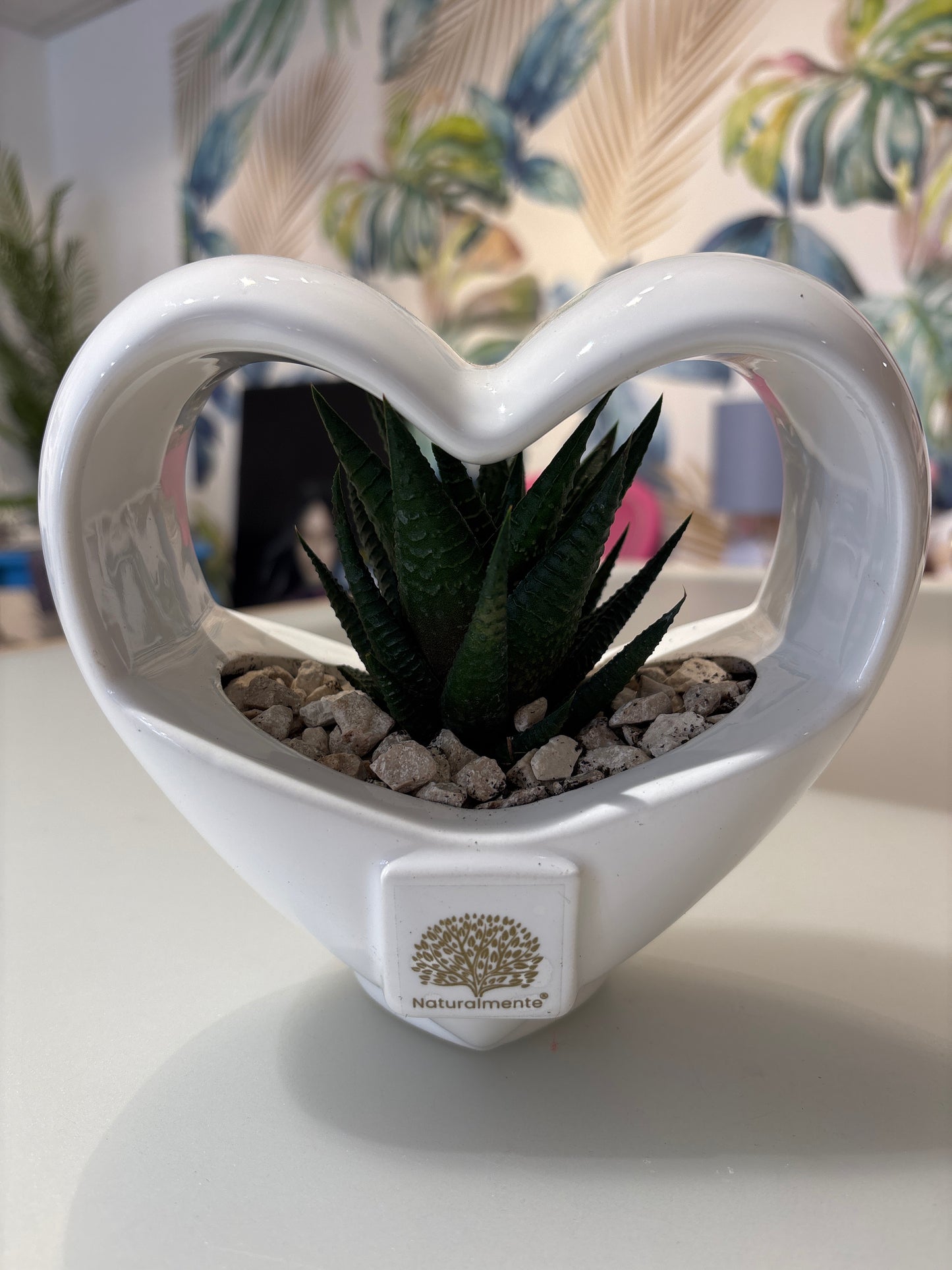 Pianta cuore design