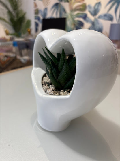 Pianta cuore design
